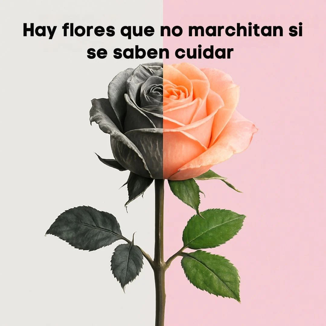 Encabezado